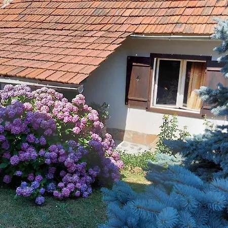 Nebojsa * רודניק