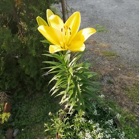 Nebojša 公寓 鲁德尼克